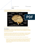 The Cerebrum: The Stroke Center About Stroke & The Brain Anatomy of The Brain Printer Friendly Page