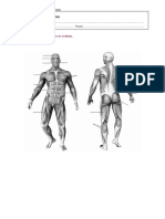 músculos.pdf