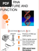 Dna and Rna PDF