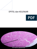 Epitel Dan Kelenjar