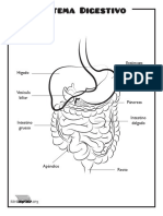 Sistema Digestivo para Imprimir PDF