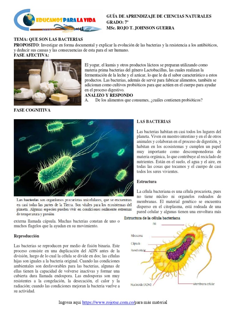 Estructura y Funciones de las Bacterias | PDF | Las bacterias | Plantas