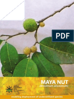 Maya Nut: (Brosimum Alicastrum)