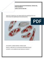 Identificación de características de protistas mediante microscopía