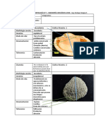 Cpy. Practica 7 - Bivalvos - Gasterópodos 