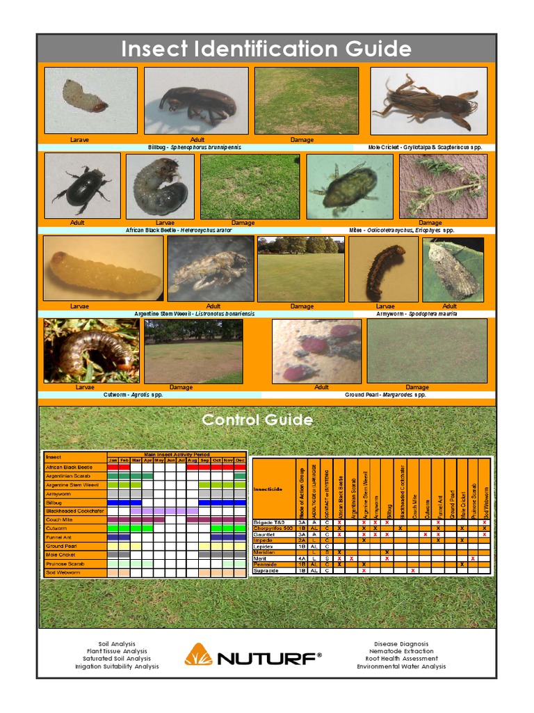 Insect Identification Guide PDF