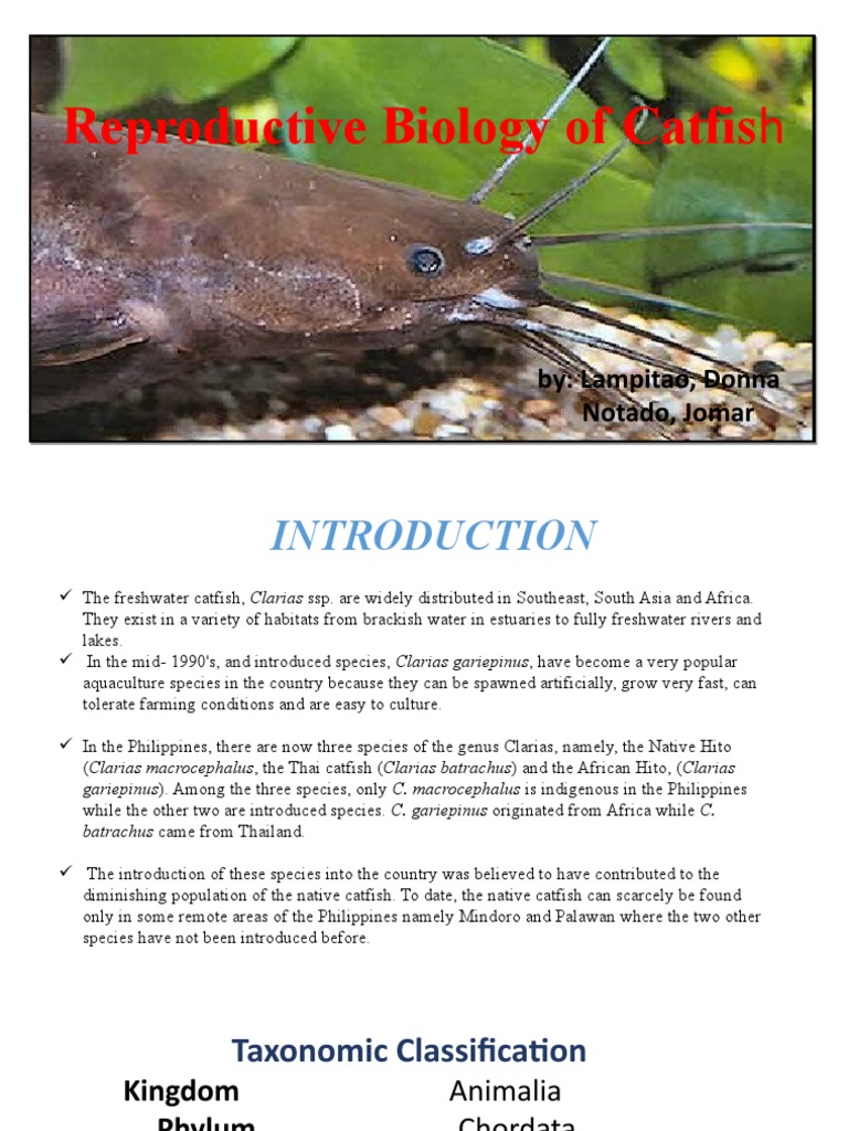 Reproductive Biology of Catfish | PDF | Ovary | Spawn (Biology)