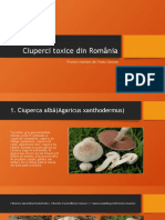 Ciuperci Toxice Din România