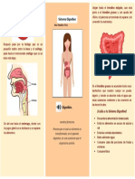 Proceso digestivo desde la boca hasta el intestino grueso