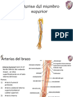 Arterias y Venas Del Miembro Superior PDF