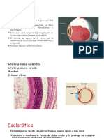 Coroide, Esclerotica, Cornea, Nervio Óptico