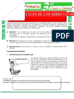 Funciones Vitales de Los Seres Vivos para Tercero de Primaria