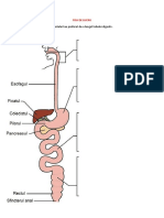 FISA DE LUCRU - Sistemul Digestiv - X