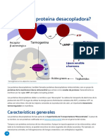 Qué Es Una Proteína Desacopladora PDF