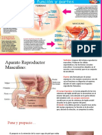 Aparatos reproductores.pptx