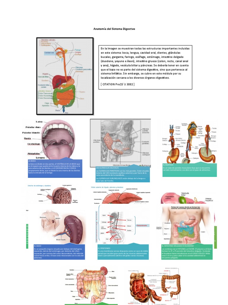 Anatomía Del Sistema Digestivo Descargar Gratis Pdf Sistema