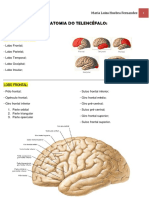Anatomia Do Telencéfalo PDF