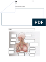 (A) Human Breathing Mechanism