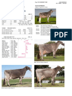 Dairy Bull - 151BS01409 - Top Acres Wizdom