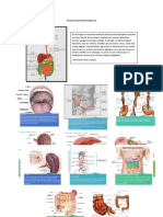 Anatomía Del Sistema Digestivo