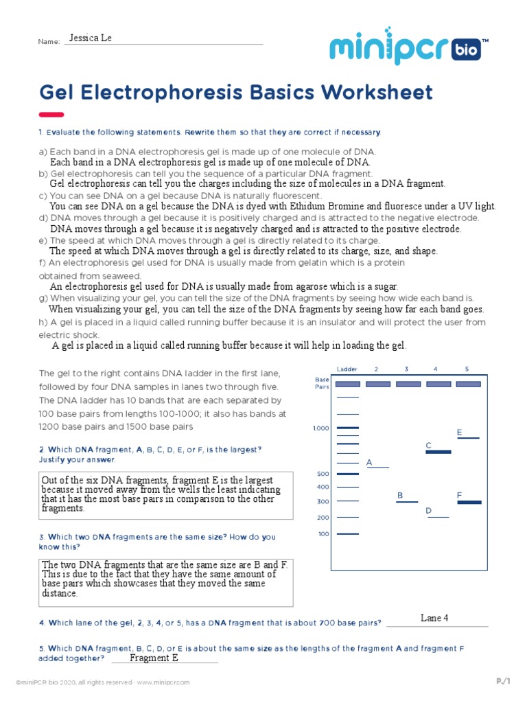 Gel  Electrophoresis  PDF  Gel Electrophoresis  Macromolecules Intended For  Gel Electrophoresis Worksheet Answers