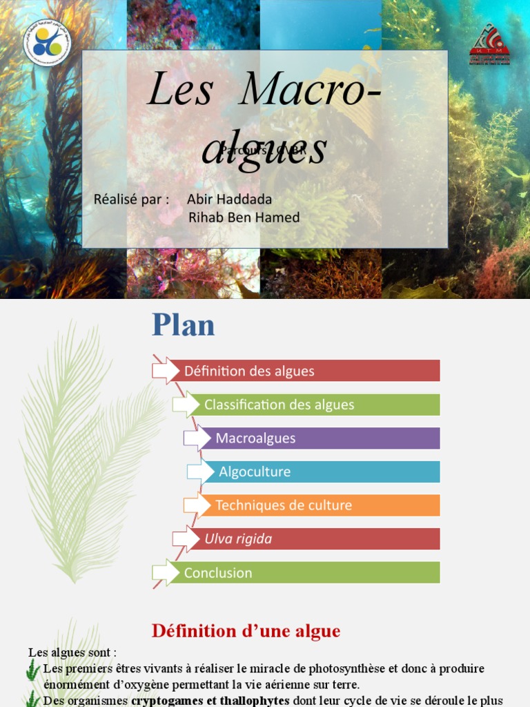 Classification et culture des algues PDF Algue Aquaculture — free download