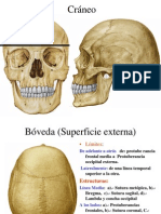 Estructuras del cráneo