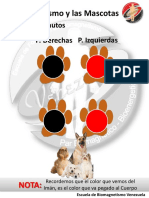 Protocolo Biomagnetismo Mascotas