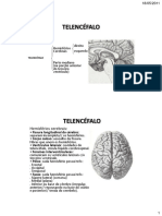 TELENCÉFALO