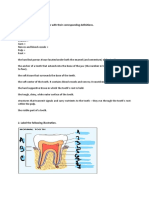 The Anatomy of The Tooth WORKSHEET