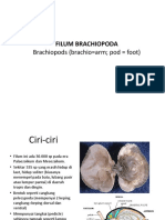 Filum Brachiopoda