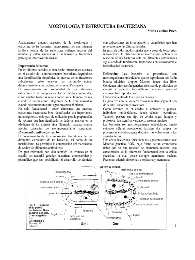 Estructura y Morfología Bacteriana | PDF | Las bacterias | Biología ...