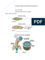 CILIA and FLAGELLA