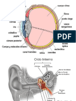 diapositivas del ojo y oido.pptx