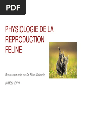 Physiologie De La Reproduction Feline I Chats Systeme Reproducteur
