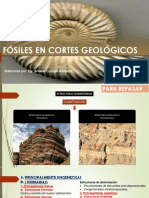 FÓSILES EN CORTES GEOLÓGICOS