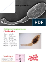 Echinococcus Granulosis