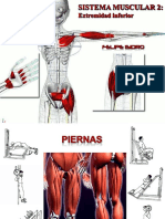 Muscular Inferior PDF