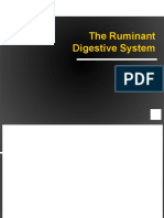 The Ruminant Digestive System: A Multi-Chambered Stomach for Breaking Down Plant Fibers