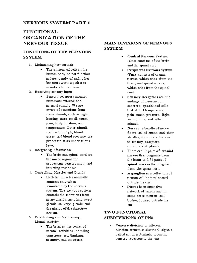 Nervous System Functions and Structure | PDF | Chemical Synapse | Brainstem