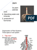 Botany 5 Root System PDF