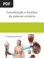 Modulo 6 - Sistema Urinário