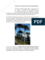 Los Bosque Sudamericanos de Araucaria Fueron Obra Ancestral Humana