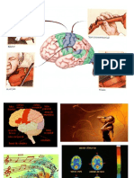 Estresse e Neurociencia 2020 PDF