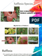 Biggest Bloom: The Rafflesia Species