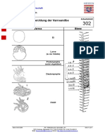 302 - Entwicklung Der Varroamilbe 2005-05-30