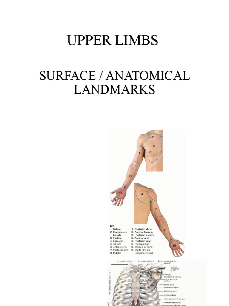 Upper Limb Anatomy and Conditions Guide | PDF