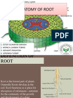 Anatomy of Root