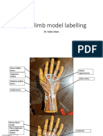 Upper Limb Model Labelling PDF