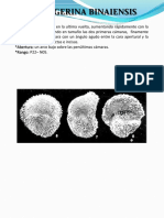 Globigerina Binaiensis PDF